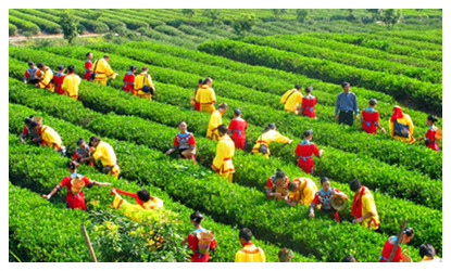 Maojian Tea of Guzhang County