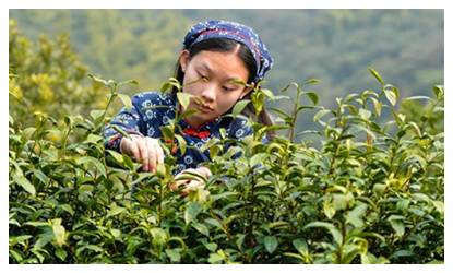 Tea master steeps  in ancient tradition