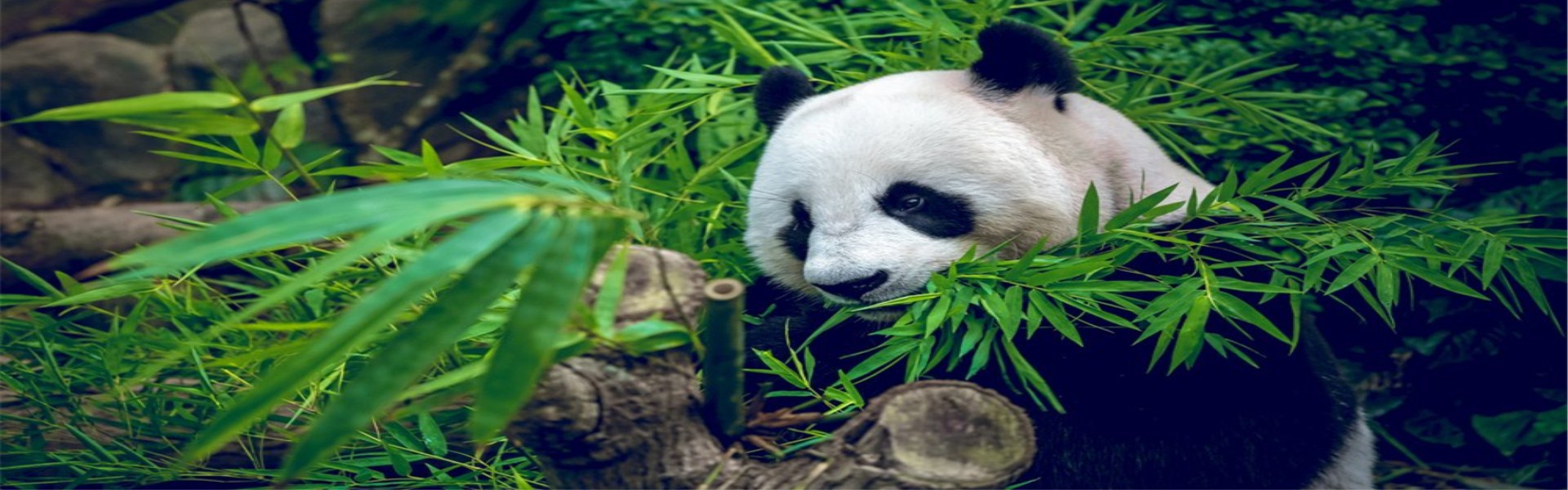 13 Days Best China Panda Tour