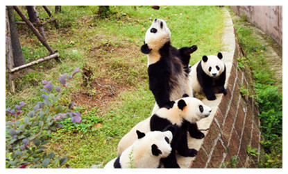 3 Days Chengdu Highlights Tour