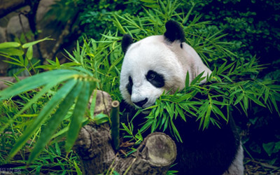 Chengdu Research Base of Panda 