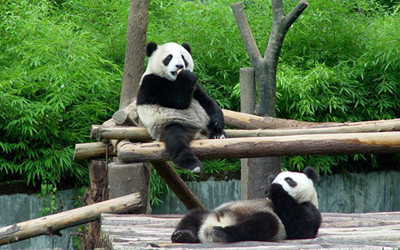 4 Days Chengdu Culture Tour