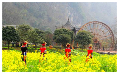 Enjoy Canola Flowers in Spring