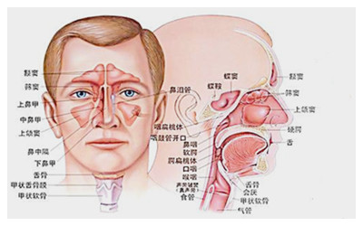 Classification of TCM