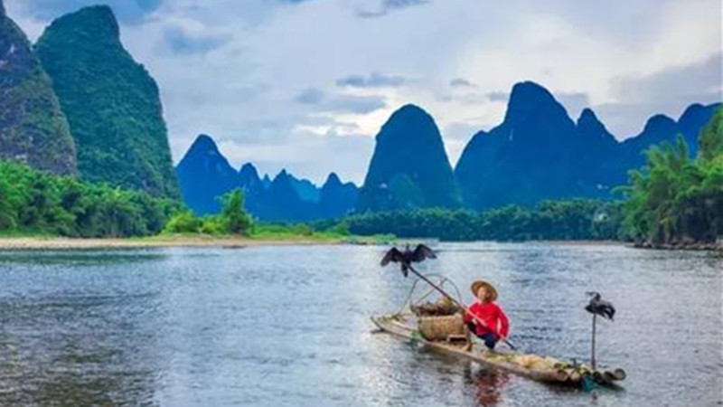 Cormorant Fishing On Li River