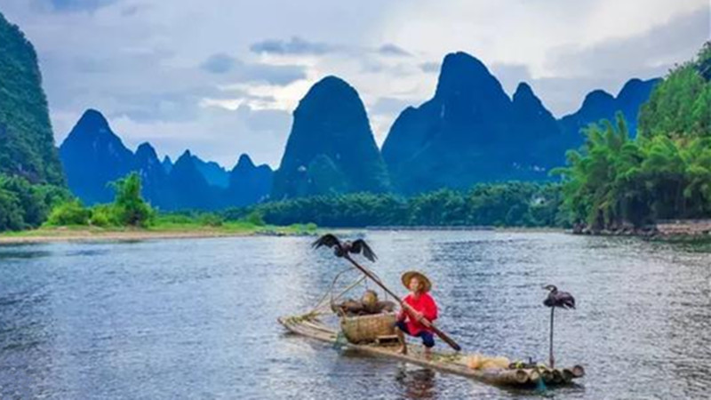 Cormorant Fishing On Li River