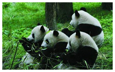 Wolong Panda Reserve