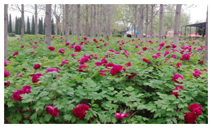 Luoyang Peony Garden