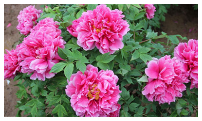 Luoyang Peony Garden