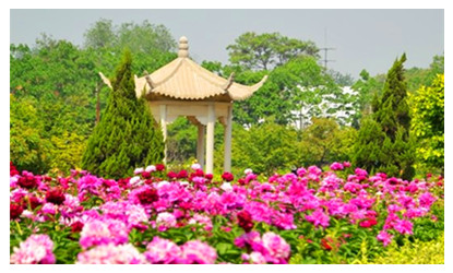 Luoyang Peony Garden