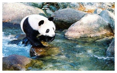 Hanzhong Foping National Reserve
