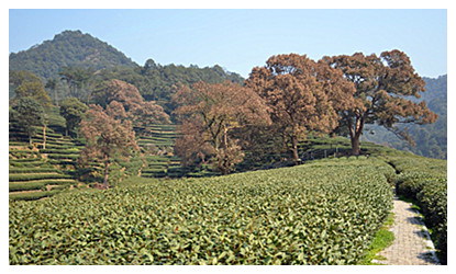 Meijiawu Tea Cultural Village