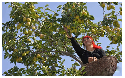 Xinjiang Pears.jpg