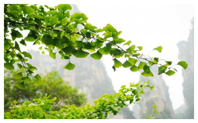 Plants of Zhangjiajie