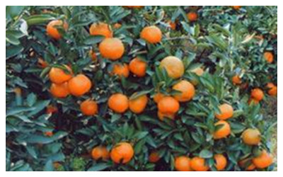 Zhangjiajie  Tangerines