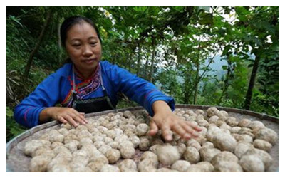 Longsheng Mushroom