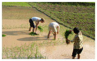 Transplant Rice Seeds in Yangshuo