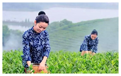 Chinese Tea Picking