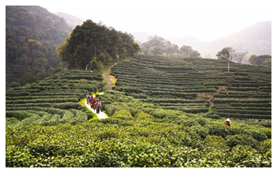 Chinese Tea Producing Areas
