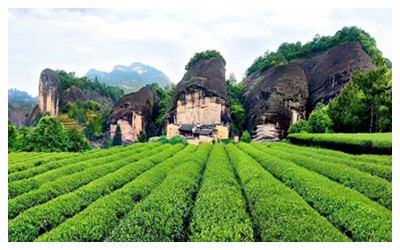 Wuyi Rock Tea