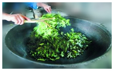 Processing of Tea