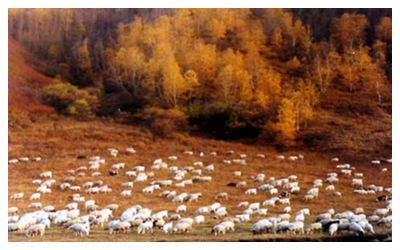 Daqinggou Reserve