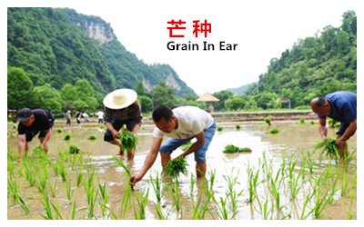 Grain in Ear